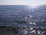 15.03.2017_ Burhaniye-ren plaj