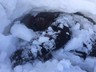 11-19.02.2016_Erzurum K Geliim